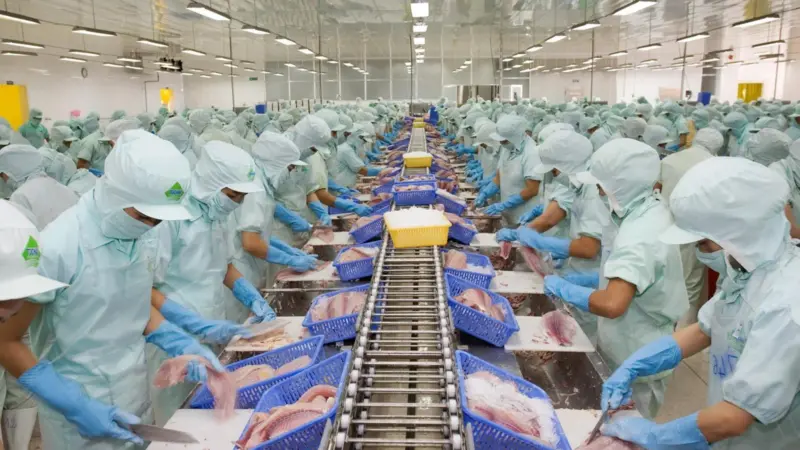 Processing in a Vietnamese seafood factory
