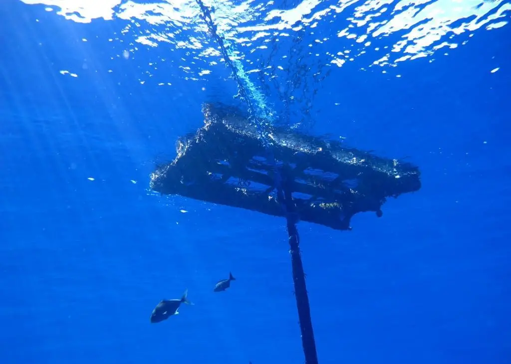The use of dFADS is threatening the sustainability of tuna fisheries Photo: ISSF