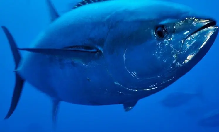 The Bluefin tuna purse seine season is over for this year Photo: Wild Wonders of Europe/Zankl/WWF