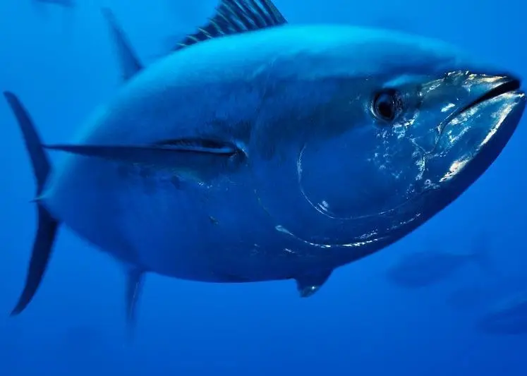 The Bluefin tuna purse seine season is over for this year Photo: Wild Wonders of Europe/Zankl/WWF
