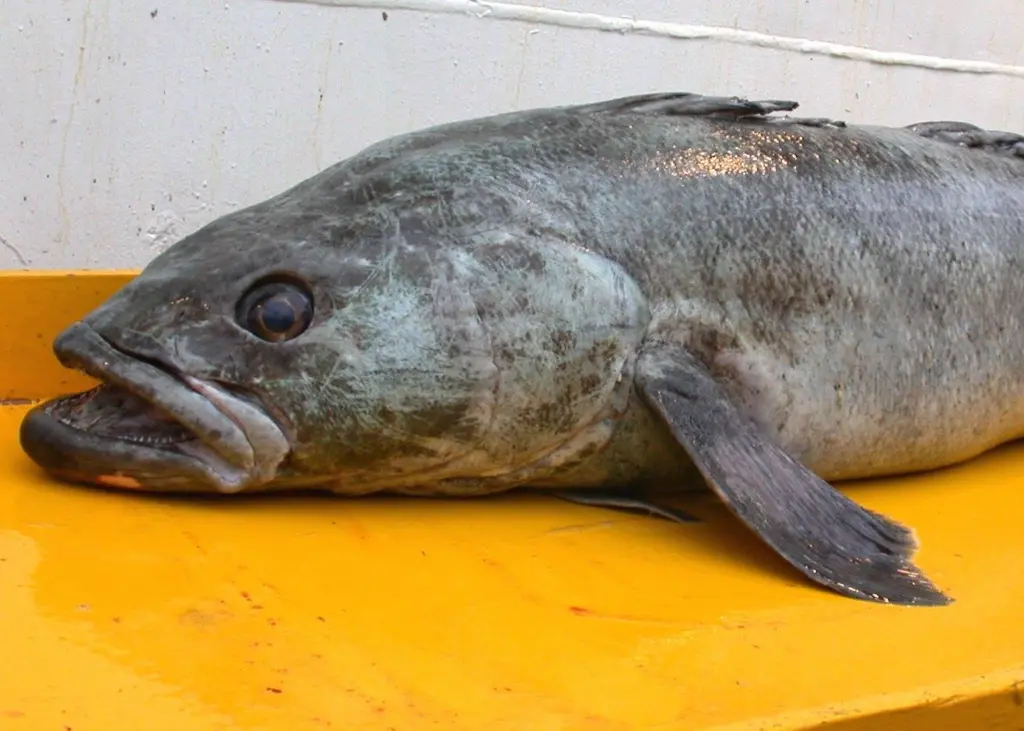 The inaugural Toothfish Industry-Science Workshop is taking place next week. Credit: NOAA NMFS SWFSC Antarctic Marine Living Resources (AMLR) Program