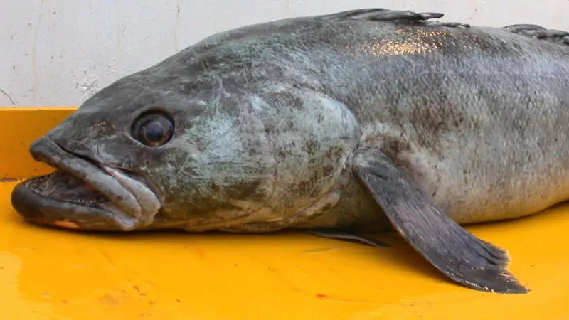 The inaugural Toothfish Industry-Science Workshop is taking place next week. Credit: NOAA NMFS SWFSC Antarctic Marine Living Resources (AMLR) Program
