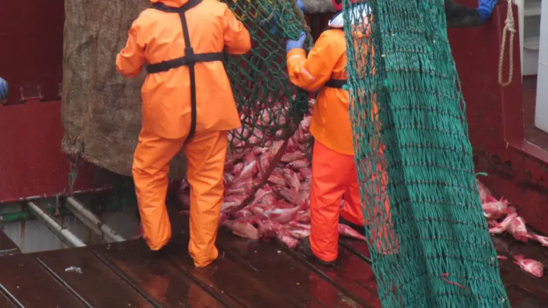 Valuable commercial fish stocks in the North Atlantic could deplete if a more tailored approach to ocean management isn't implemented