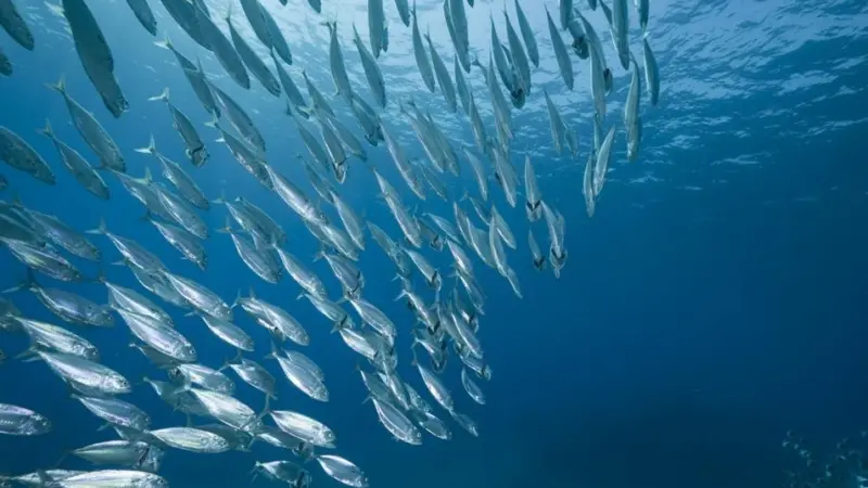 The fines are issued against companies and individuals for serious infringements linked to illegal fishing activities in the Southern Ocean. Credit: MAGRAMA