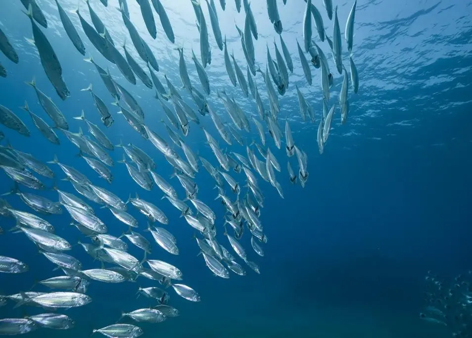 The fines are issued against companies and individuals for serious infringements linked to illegal fishing activities in the Southern Ocean. Credit: MAGRAMA