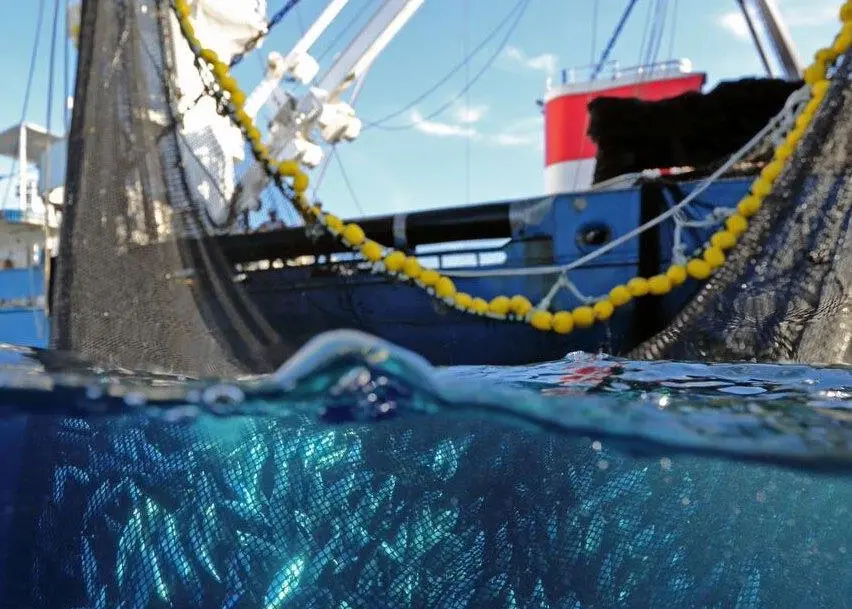 Important steps were taken in 2014 to help ensure the longevity of tuna stocks. Credit: ISSF