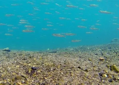 Telemetry data have revealed the often-mysterious migrations of endangered marine animals. Photo: Nathan Furey