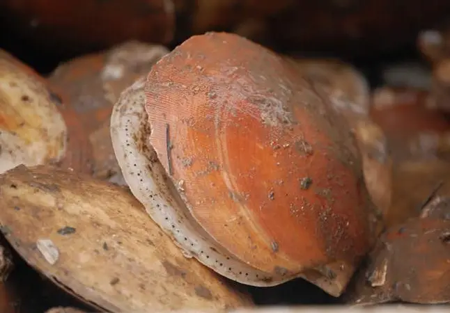 The Maine scallop fishery has become a hard industry to earn a living in. Credit: maine.gov