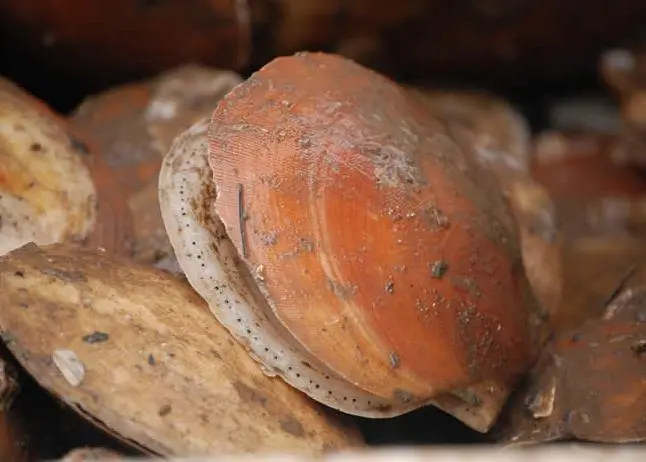 The Maine scallop fishery has become a hard industry to earn a living in. Credit: maine.gov