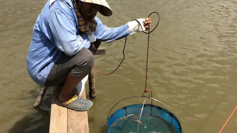This new technology could help combat devastating disease outbreaks in global fish and shellfish production