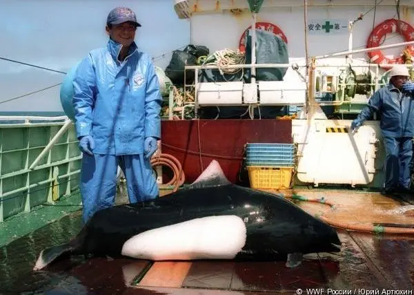 According to scientific data, between 1993-1999 more than 1.2 million seabirds and 15,000 marine mammals died in drifting nets. Photo: WWF-Russia/Yury Artyukhin