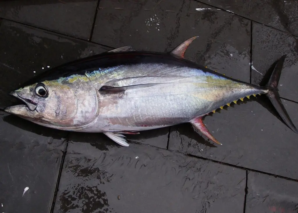 Credit: SEFSC Pascagoula Laboratory; Collection of Brandi Noble, NOAA/NMFS/SEFSC