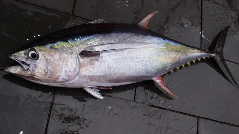 Credit: SEFSC Pascagoula Laboratory; Collection of Brandi Noble, NOAA/NMFS/SEFSC