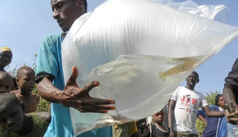 Freshwater prawns may by the solution to stopping the spread of a deadly disease in West Africa