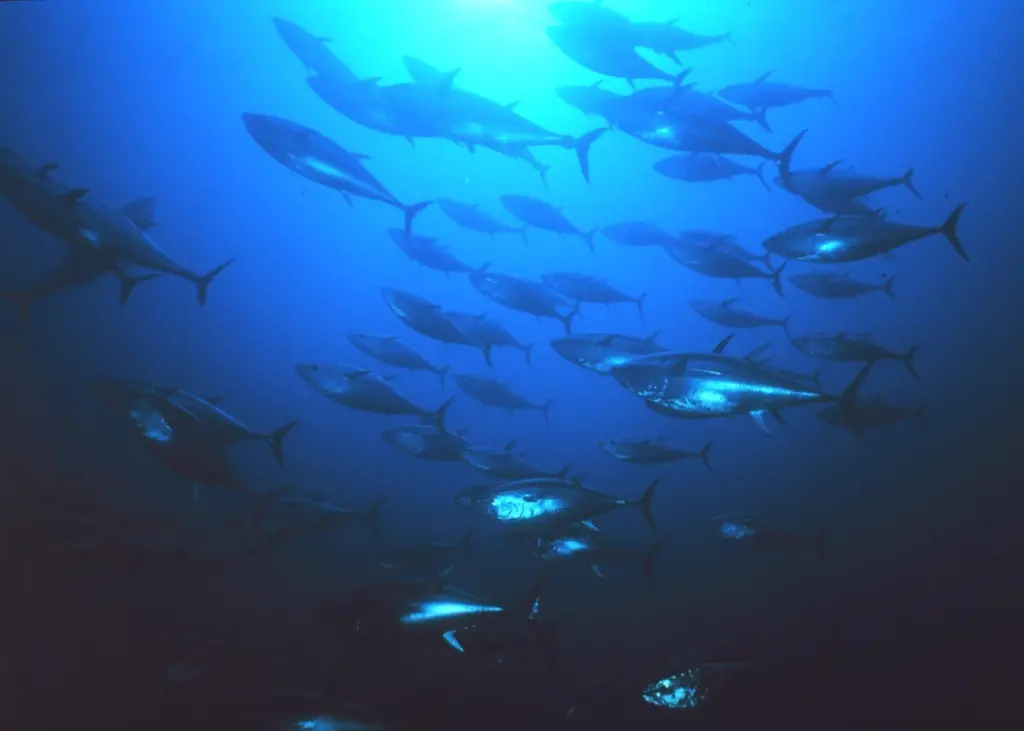 Pew says that the Pacific Bluefin tuna is in worse trouble than first thought Photo: NOAA