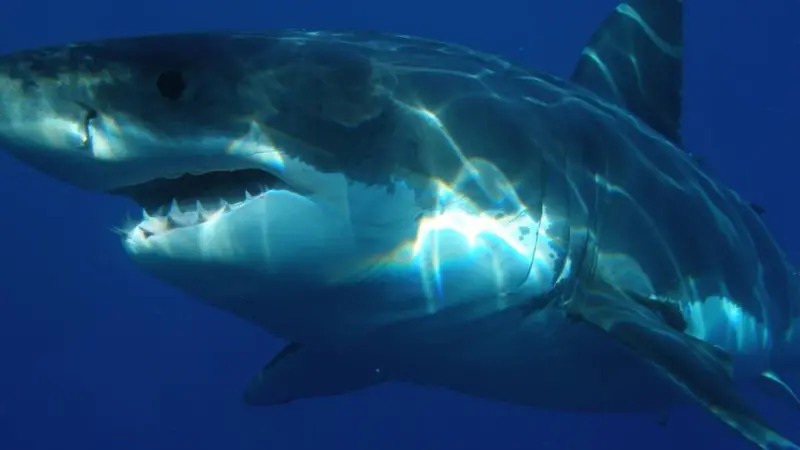 Great white shark. Credit: Sharkdiver.com/Licensed under Public Domain