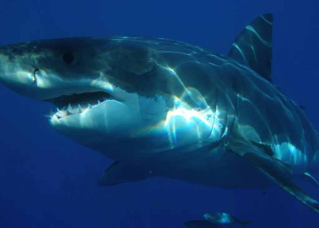 Great white shark. Credit: Sharkdiver.com/Licensed under Public Domain