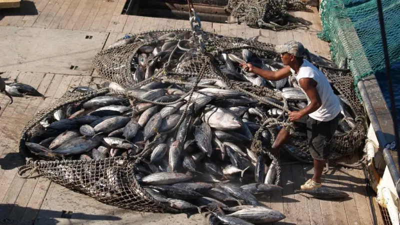 A commercial fishing haul in the Pacific Island nation of Kiribati. Credit: AusAID/CC BY 2.0