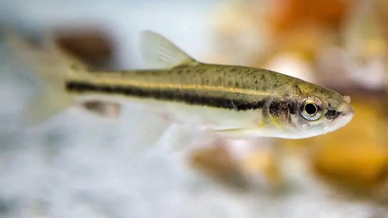 The study used simulated trawling with schools of wild minnows