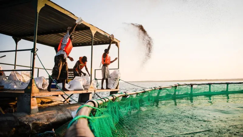 Yalelo specialises in sustainably produced tilapia from Lake Kariba for the domestic market