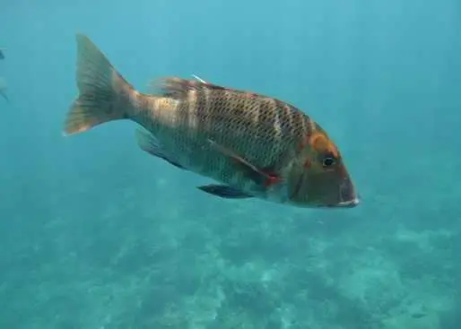 Redthroat emperor fish tend to retreat to deeper water to escape the heat. Photo: Michelle Heupel
