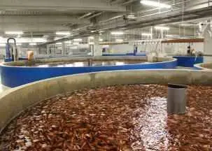 RAS technology reduces the flow of harmful chemicals, such as nitrates, into the environment