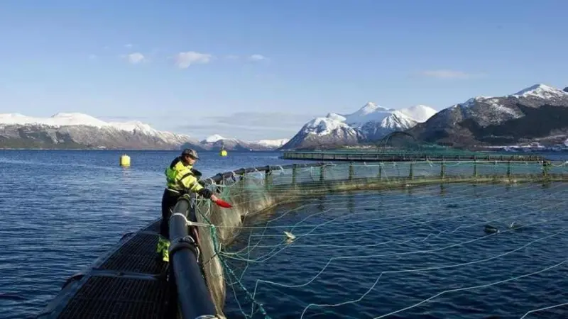 FISHBOOST is studying how hi-tech breeding techniques can promote disease resistance Photo: Marine Harvest/ASA