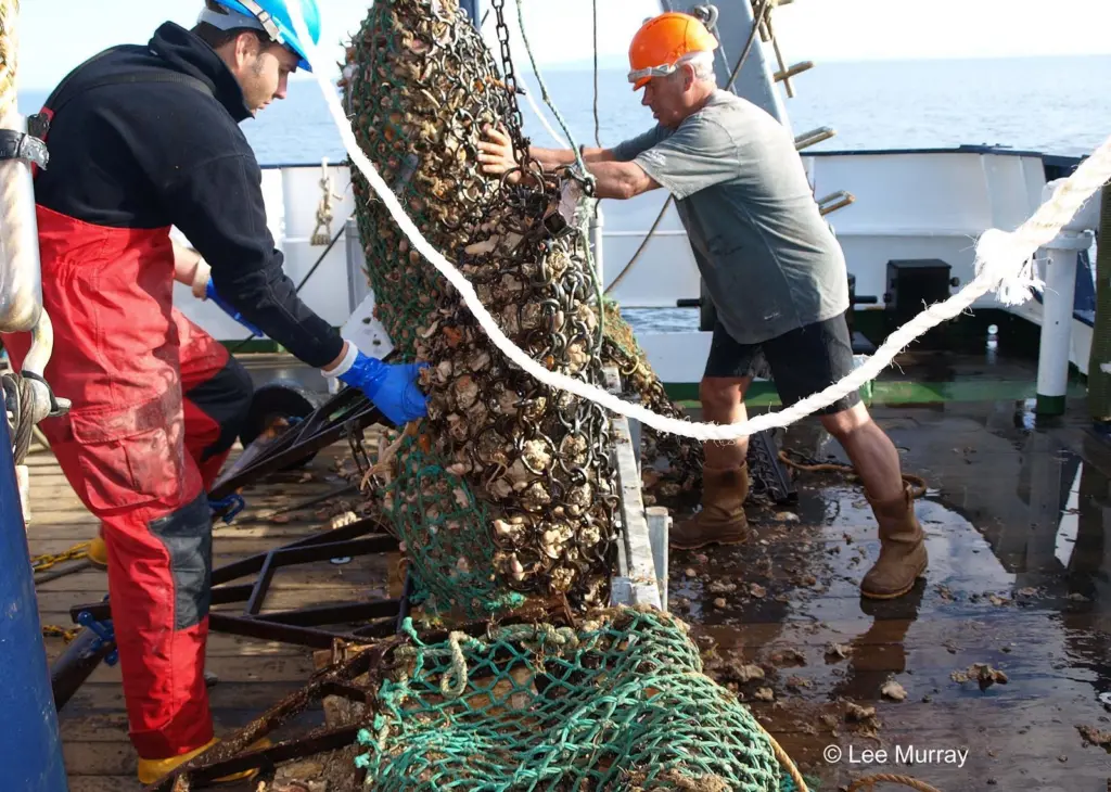 Researchers say setting two thresholds would provide a strong incentive for fishermen to disturb as little of the seabed as possible