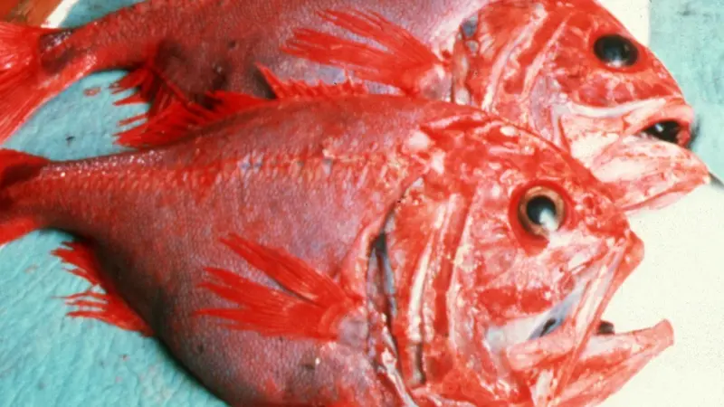 Orange roughy. Credit: CSIRO/CC-BY-3.0, via Wikimedia Commons