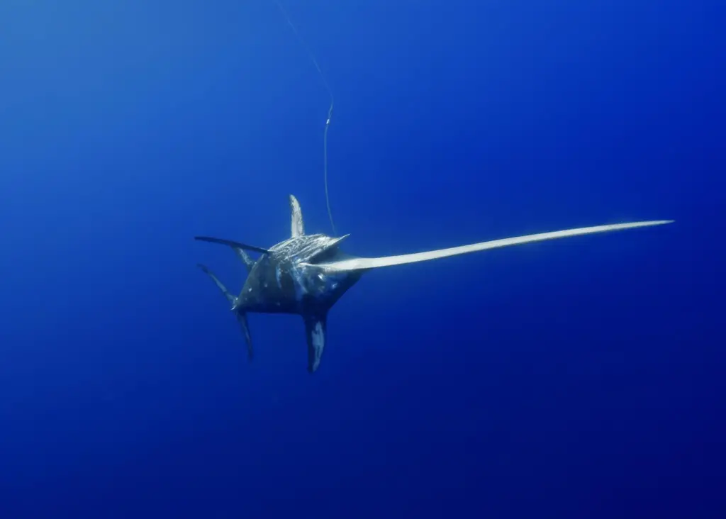 Walker Seafoods' swordfish, yellowfin and albacore tuna have been certified. Photo: © Andre Seale/Marine Photobank