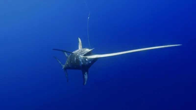 Walker Seafoods' swordfish, yellowfin and albacore tuna have been certified. Photo: © Andre Seale/Marine Photobank