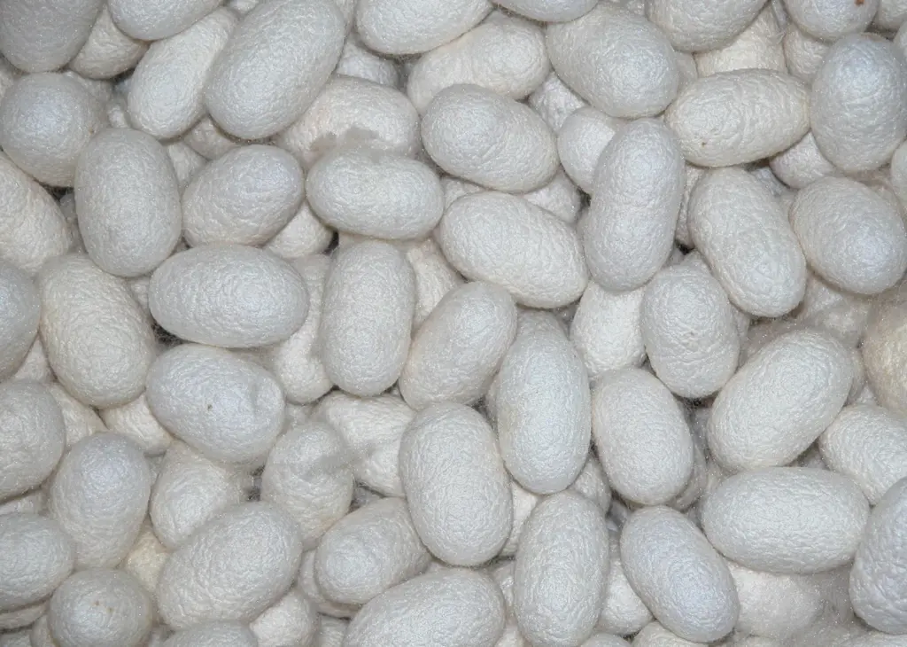 This traditional farming method from southern China combining silk production and aquaculture releases "significant" methane emissions