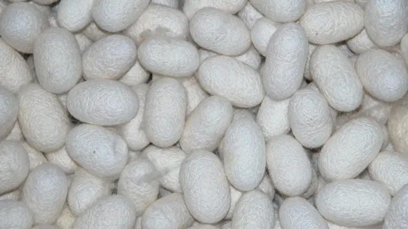 This traditional farming method from southern China combining silk production and aquaculture releases "significant" methane emissions