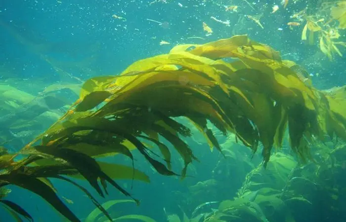 Kelp thrives in acidifying ocean waters taking up CO2 and nutrients from their environment Photo: Claire Fackler/NOAA