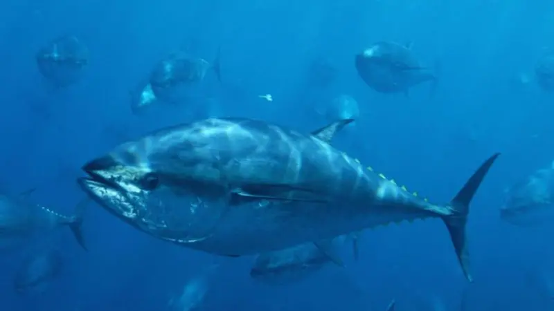 Pacific Bluefin tuna. Credit: © naturepl.com / Visuals Unlimited / WWF