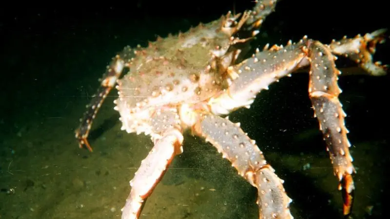 The Alaskan crab industry has lost an estimated $600 million in revenue since 2000 due to illegally harvested Russian crab. Credit: Dr. Aleksey Zuyev, Murmansk Marine Biological In./CC BY 2.0