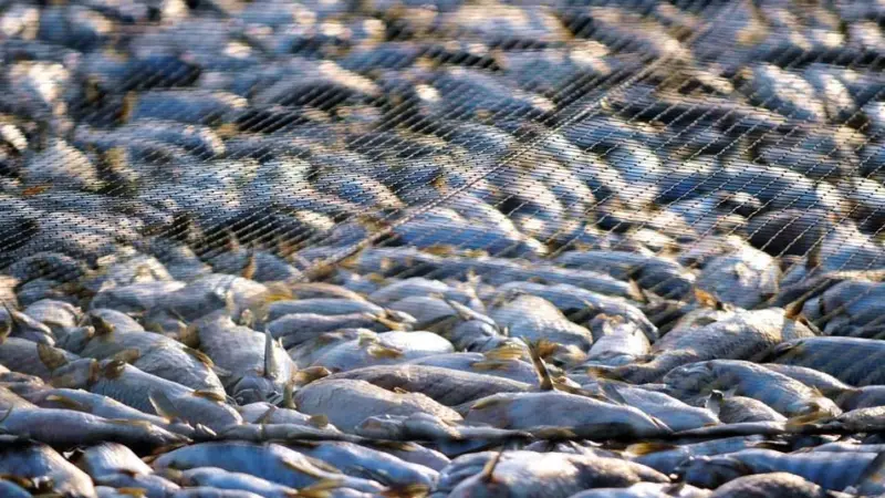 Sierra Meat & Seafood announced today it is the first seafood producer to ever receive a 100% rating from the MSC