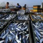 Mauritania PELAGIC has its own fishing fleet and accounts for 30% of all production and processing of fish in Mauritania