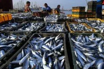 Mauritania PELAGIC has its own fishing fleet and accounts for 30% of all production and processing of fish in Mauritania