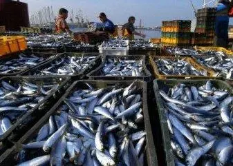Mauritania PELAGIC has its own fishing fleet and accounts for 30% of all production and processing of fish in Mauritania