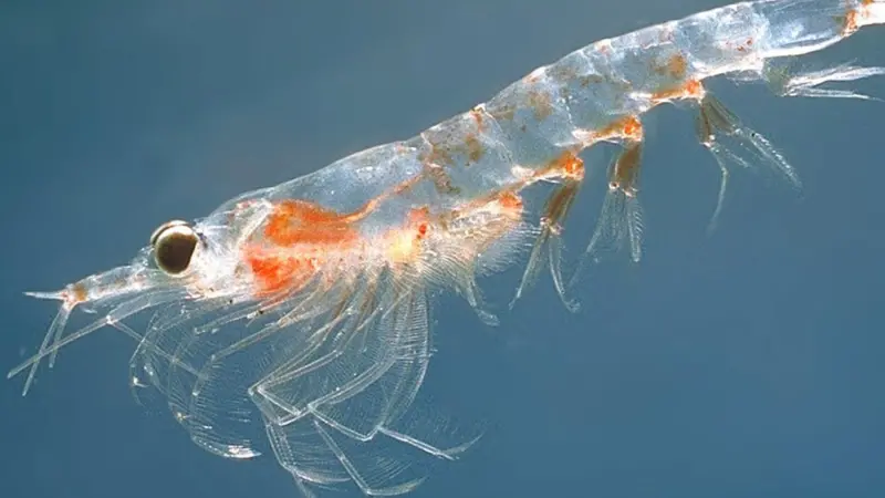 The study shows that numbers of zooplankton will drop away in response to rising ocean acidification Photo: Infrogmation/Wikedia CC BY-SA 3.0