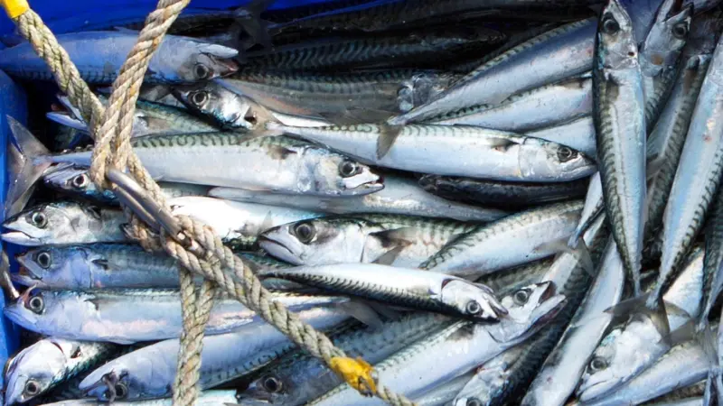 Fishermen and FAO tell a different story to the Living Blue Planet report. Image supplied by Seafish: www.seafish.org