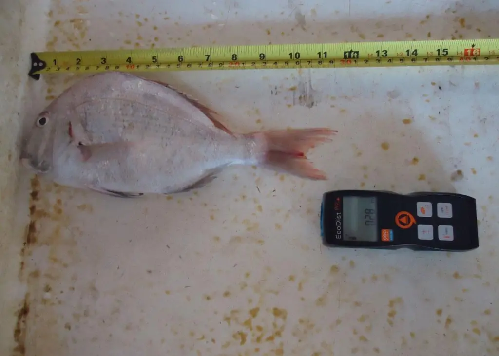 The new measuring system will help Dubai prevent fishing, selling and marketing of fingerlings