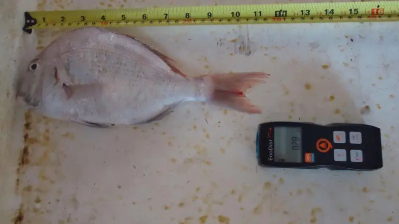 The new measuring system will help Dubai prevent fishing, selling and marketing of fingerlings