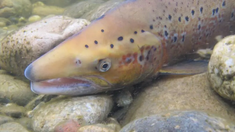 Researchers have found a single gene that explains a huge 39% variation in maturity age of salmon Photo: Tor Naesje/NINA