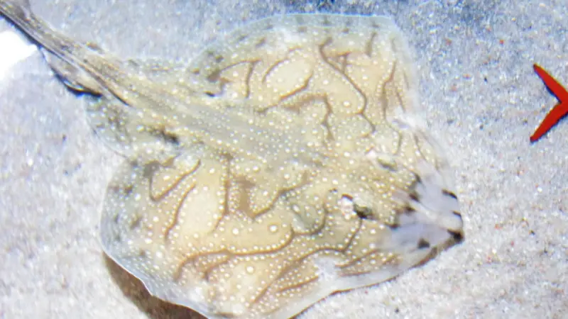 Undulate ray. Credit: jmerelo/CC BY-SA 2.0, via Wikimedia Commons-