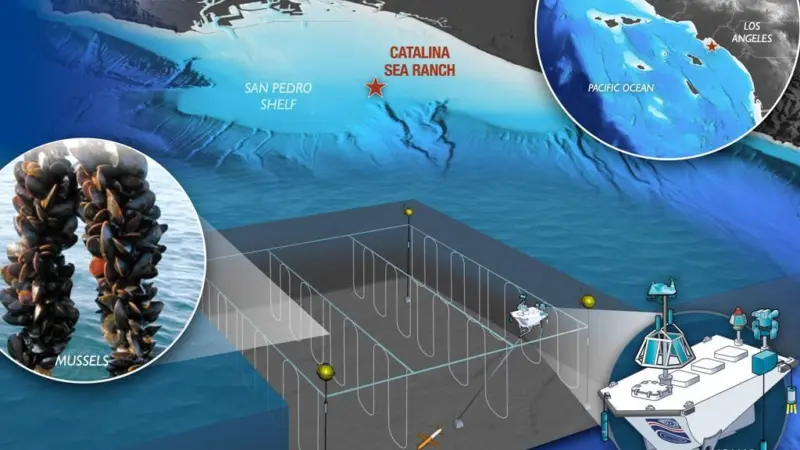 Catalina Sea Rach holds a permit for developing 100 acres of ocean space