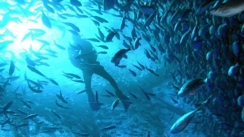SUBflex has designed the largest offshore fish farm netcage system in the world. © Tal Flanzman