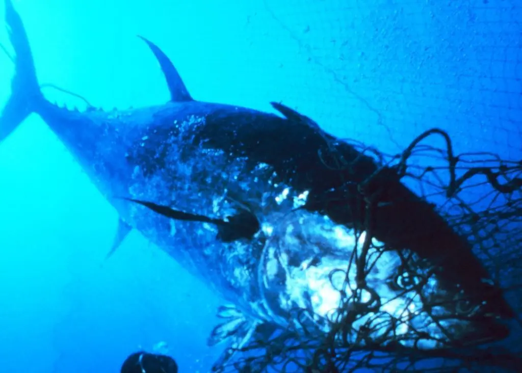 The bluefin tuna recovery plan unchanged. Credit: NOAA