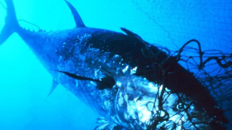 The bluefin tuna recovery plan unchanged. Credit: NOAA